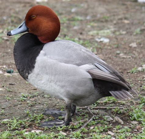 Mar 14, 2019 · Canvasback drakes are a bright white from nape to rump, while Redhead drakes are more sooty and gray. That said, color alone might not be enough for an identification, especially if there similar species like Greater or Lesser Scaup or Ring-necked Ducks nearby. But if you can see red on the head, then the shade of the body will be a clincher. 